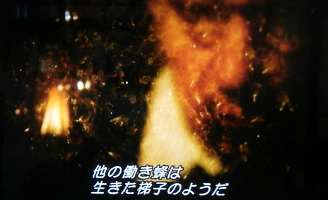 ミツバチのささやき生きた梯.jpg